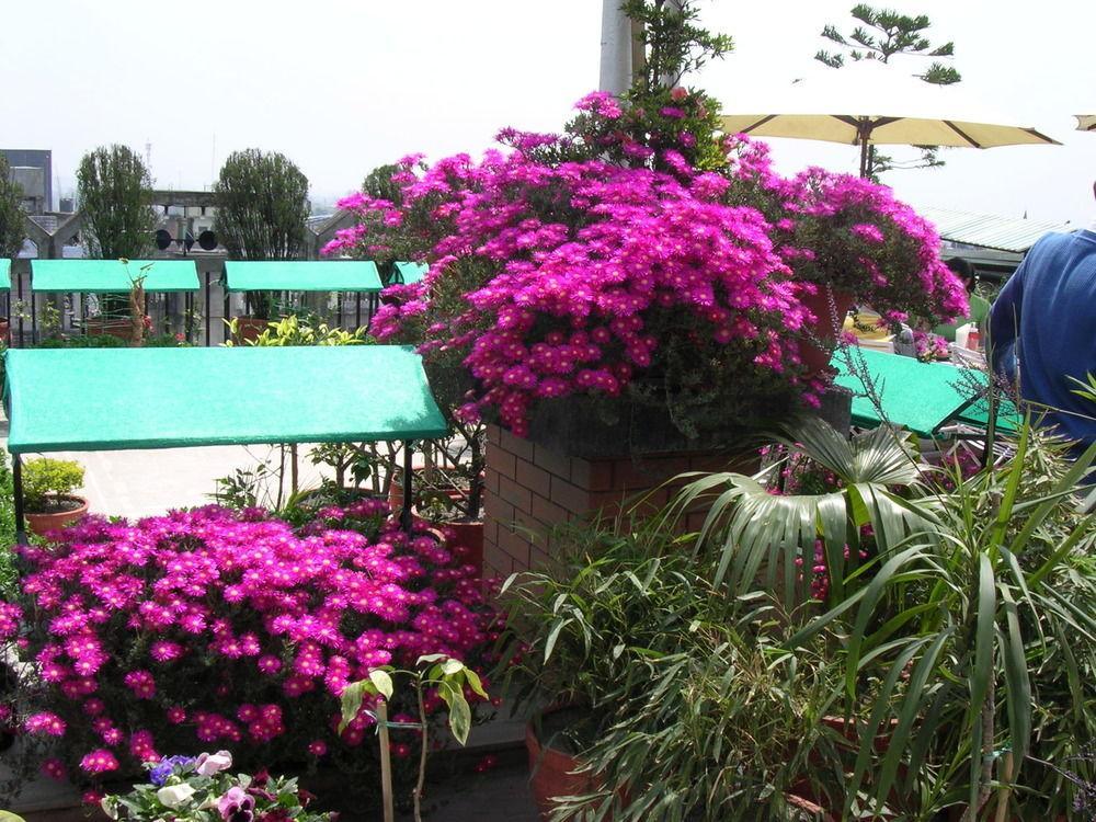 קטמנדו Hotel Excelsior מראה חיצוני תמונה